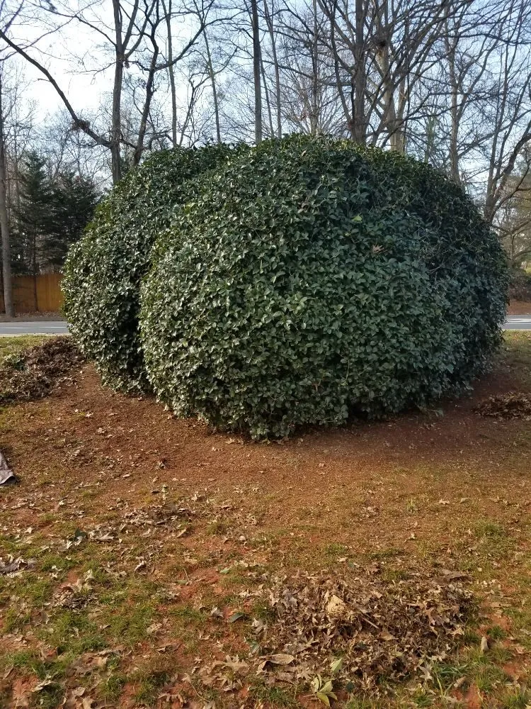 Affordable landscape installation experts serving Charlotte, NC - JW Lawn Care Service