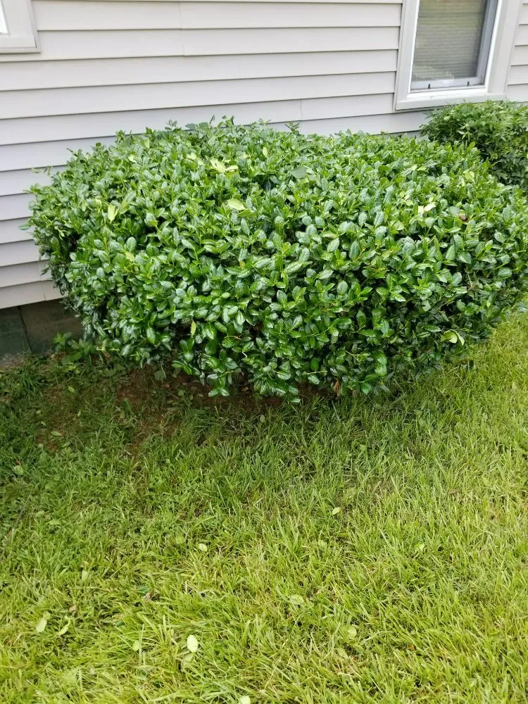 Local garden landscaping experts serving Charlotte, NC - JW Lawn Care Service