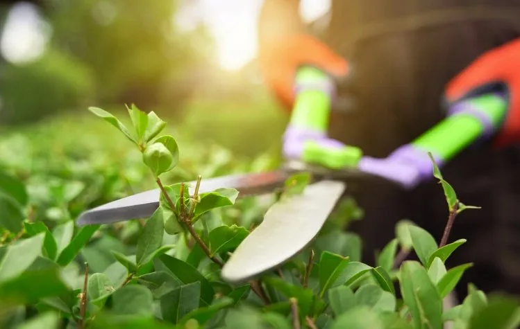 Trusted landscaping services experts serving Brunswick, GA - J&W Lawn Service