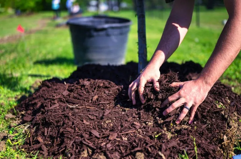 Expert landscaping services in Brunswick, GA by J&W Lawn Service