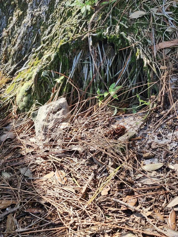 Local yard maintenance in Eustis, FL by JW 's Home and Land Solutions