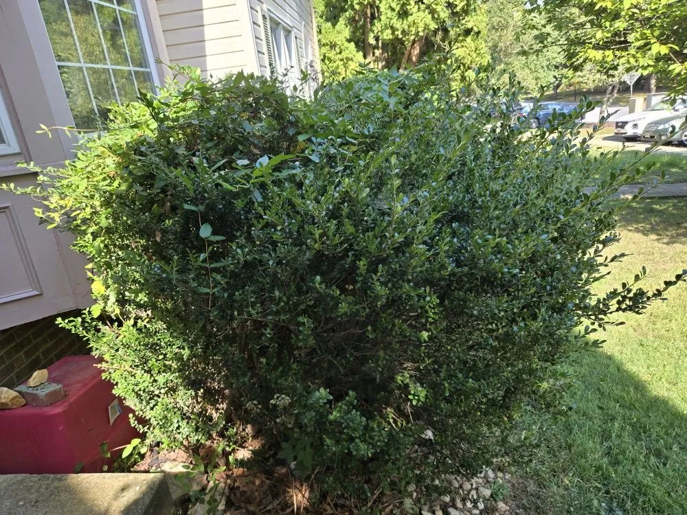 Custom lawn care service in Darnestown, MD - J.W Saravia Landscaping and Concrete Services