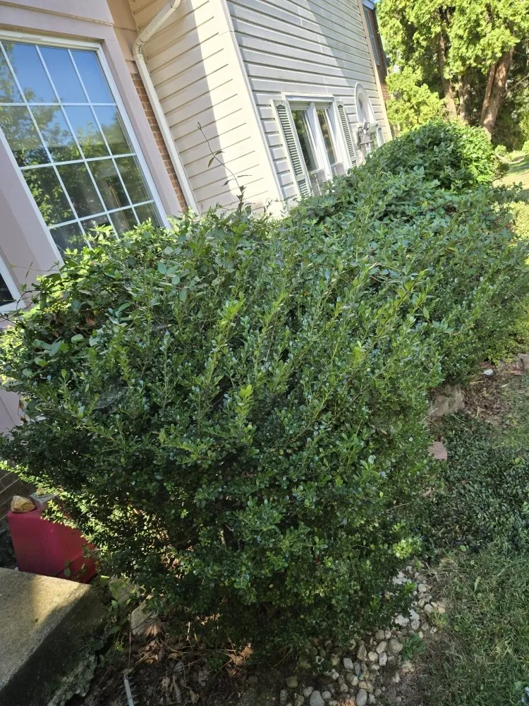 Expert lawn mowing service in Darnestown, MD - J.W Saravia Landscaping and Concrete Services