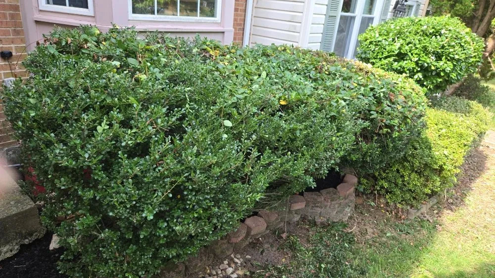 Reliable landscape design for residential properties across Darnestown, MD - J.W Saravia Landscaping and Concrete Services