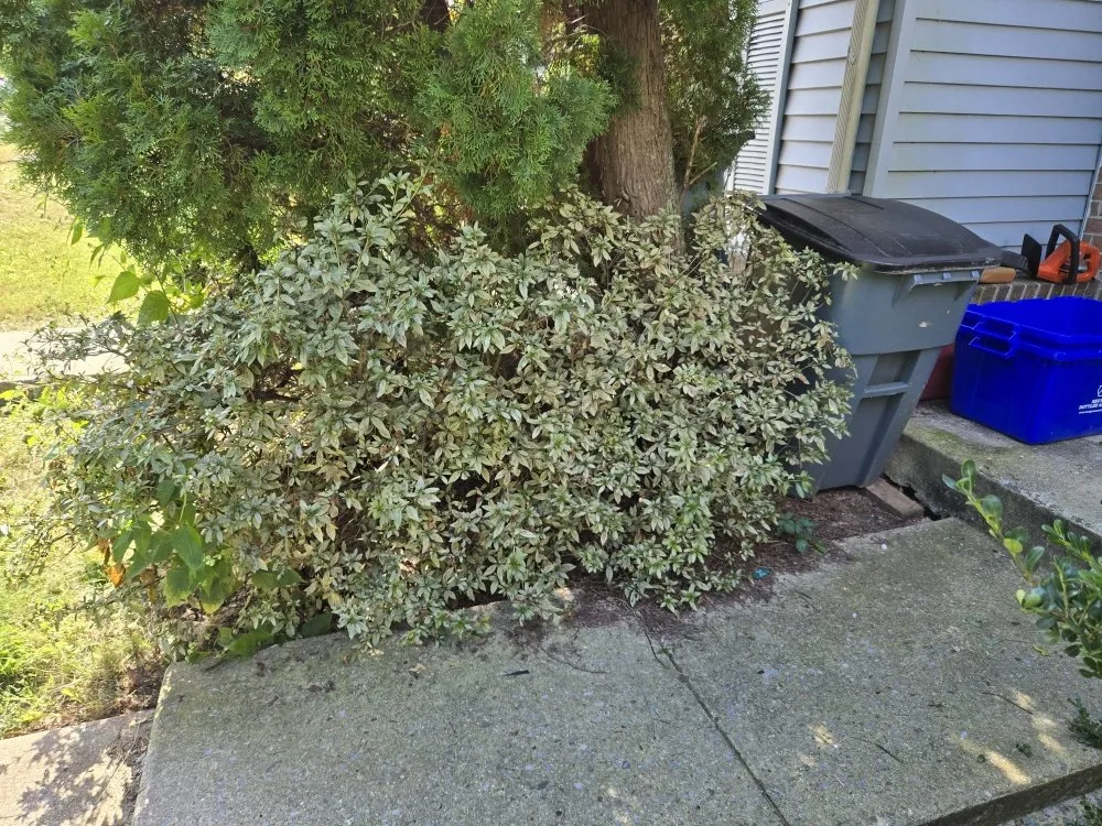 Professional lawn care service in Darnestown, MD by J.W Saravia Landscaping and Concrete Services