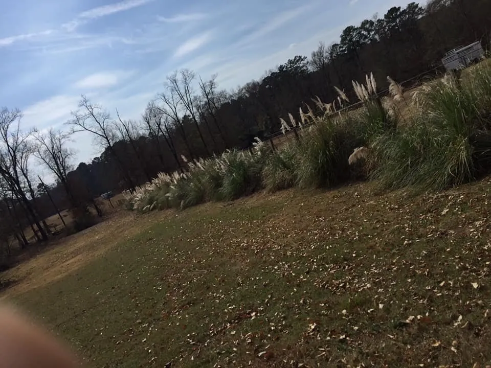 Local residential landscaping for residential properties in Marshall, TX by JW Services