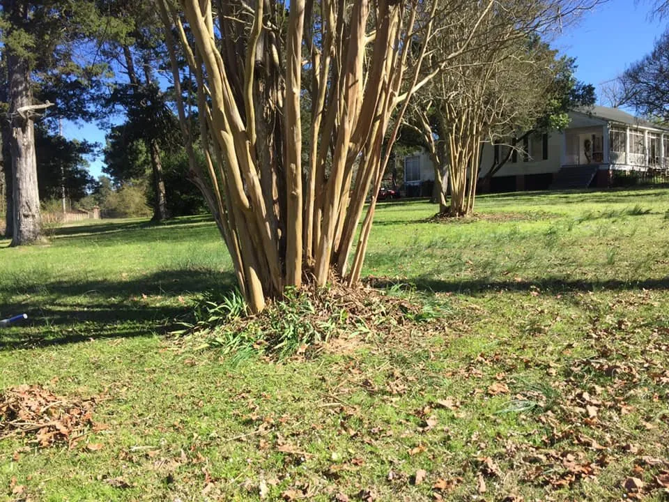 Local lawn care service in Marshall, TX by JW Services