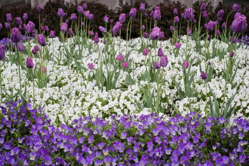 Affordable yard maintenance for homes in Charlottesville, VA by JW Townsend - Landscape Contractor