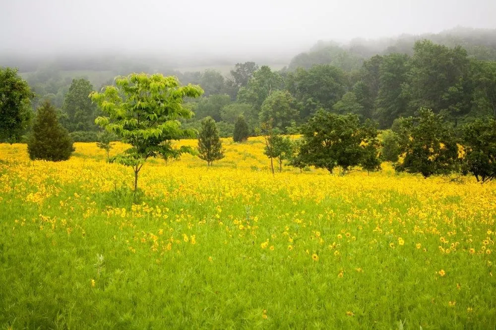 Top-rated residential landscaping in Charlottesville, VA - JW Townsend - Landscape Contractor