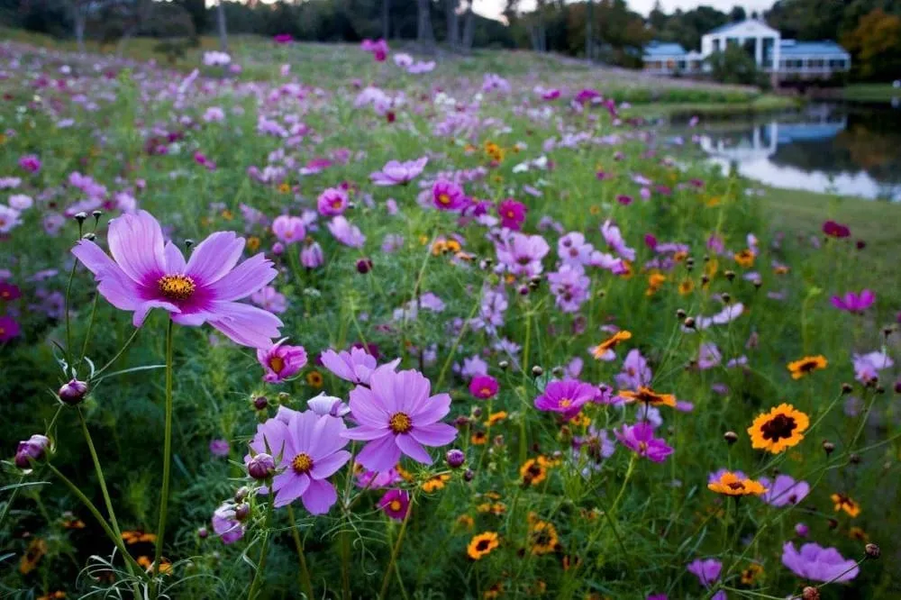 Top-rated landscaping services in Charlottesville, VA by JW Townsend - Landscape Contractor