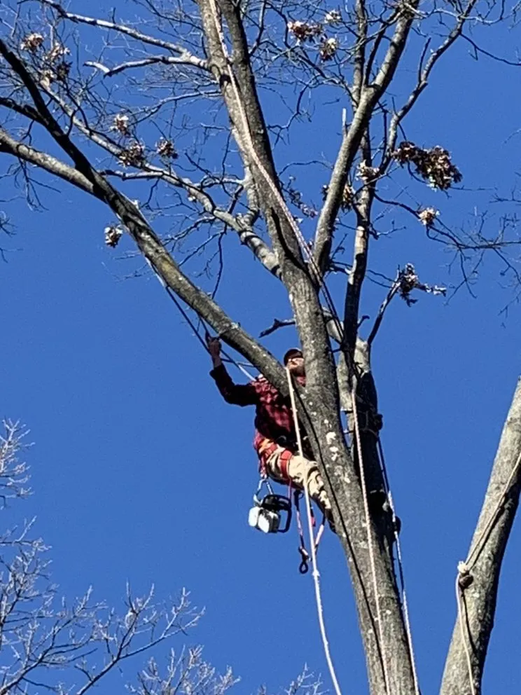 Top-rated lawn care service for beautiful yards in Festus, MO by JW Tree and Lawn Care