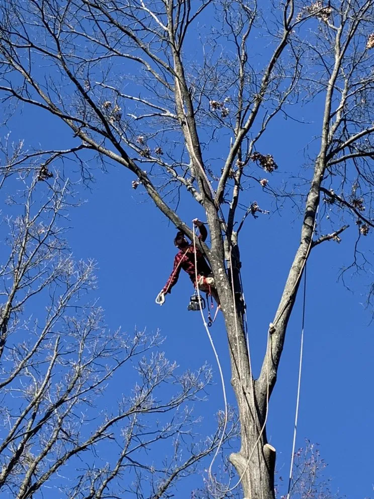 Top-rated yard cleanup service for year-round maintenance in Festus, MO by JW Tree and Lawn Care