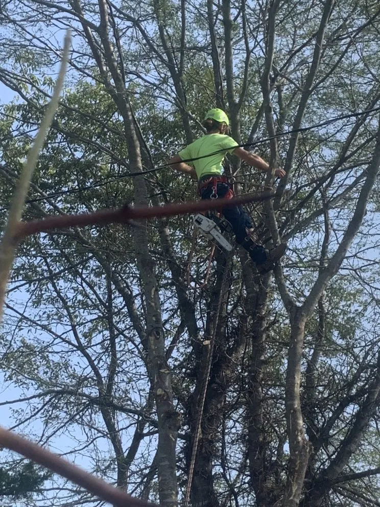 Reliable lawn care service in Festus, MO - JW Tree and Lawn Care