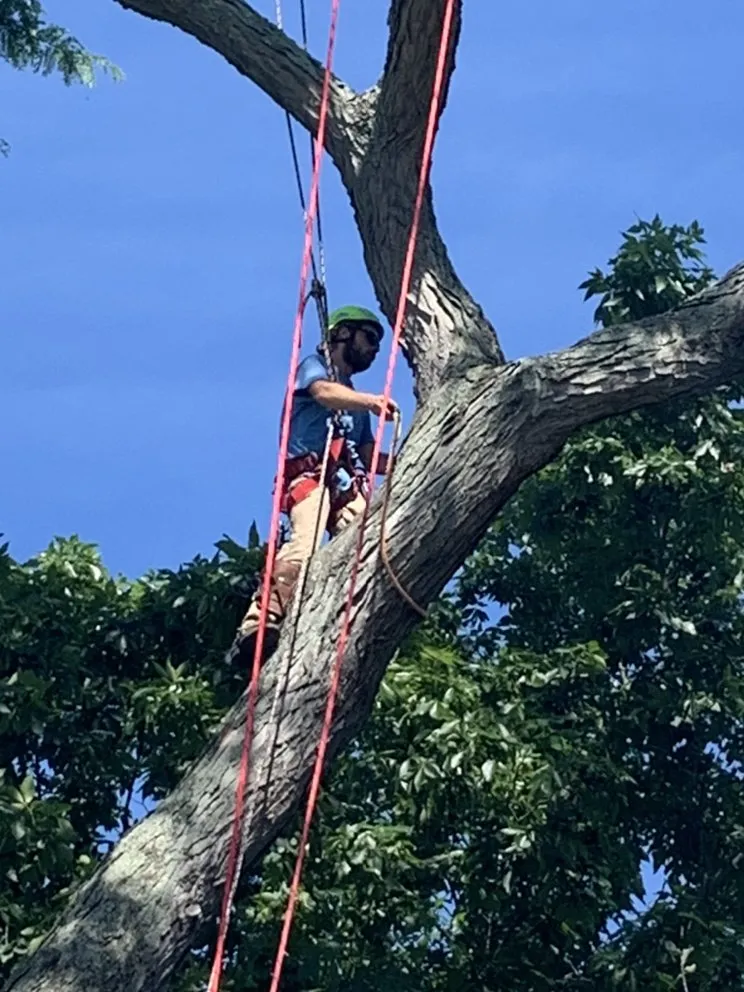 Professional yard cleanup service in Festus, MO by JW Tree and Lawn Care