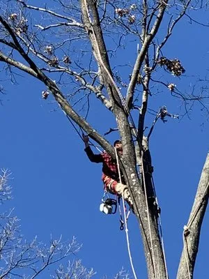 JW Tree and Lawn Care