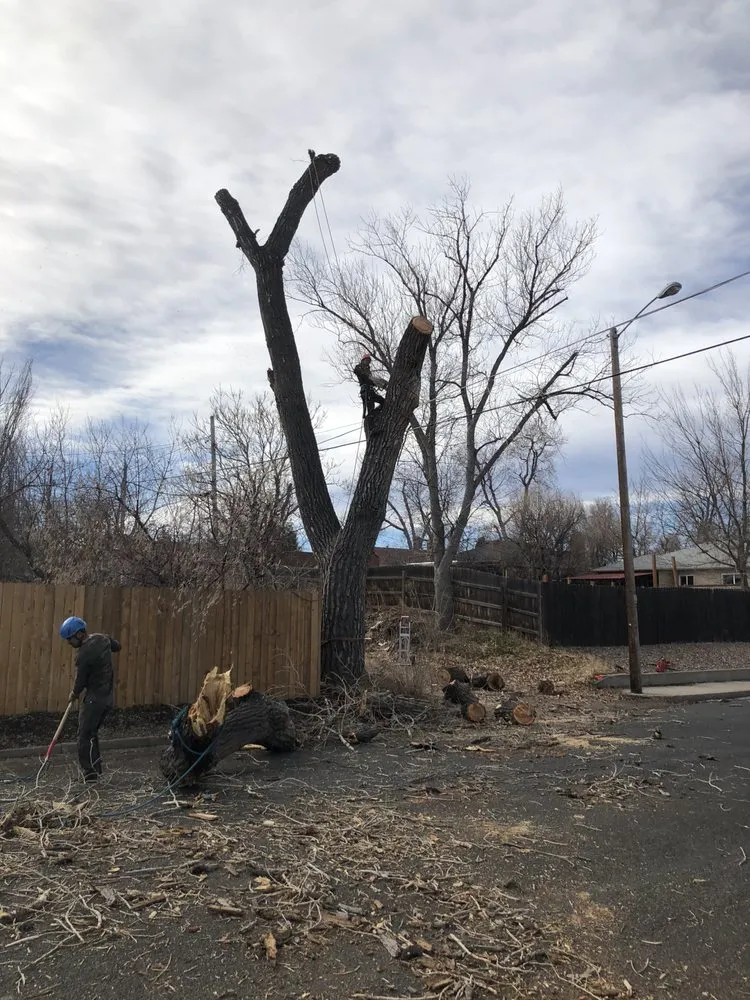 Trusted yard cleanup service experts serving Denver, CO - JW Tree Care