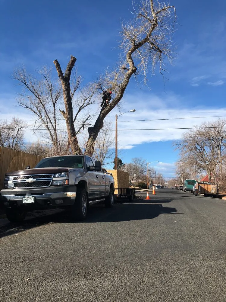 Reliable yard maintenance for year-round maintenance in Denver, CO by JW Tree Care