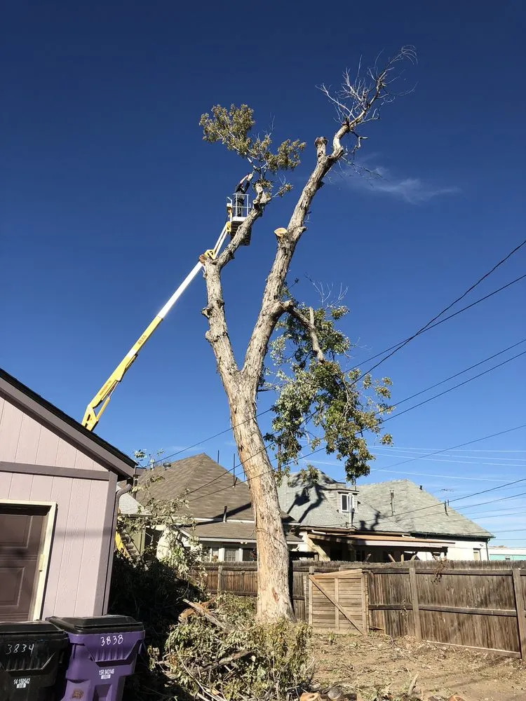 Trusted residential landscaping near you in Denver, CO by JW Tree Care