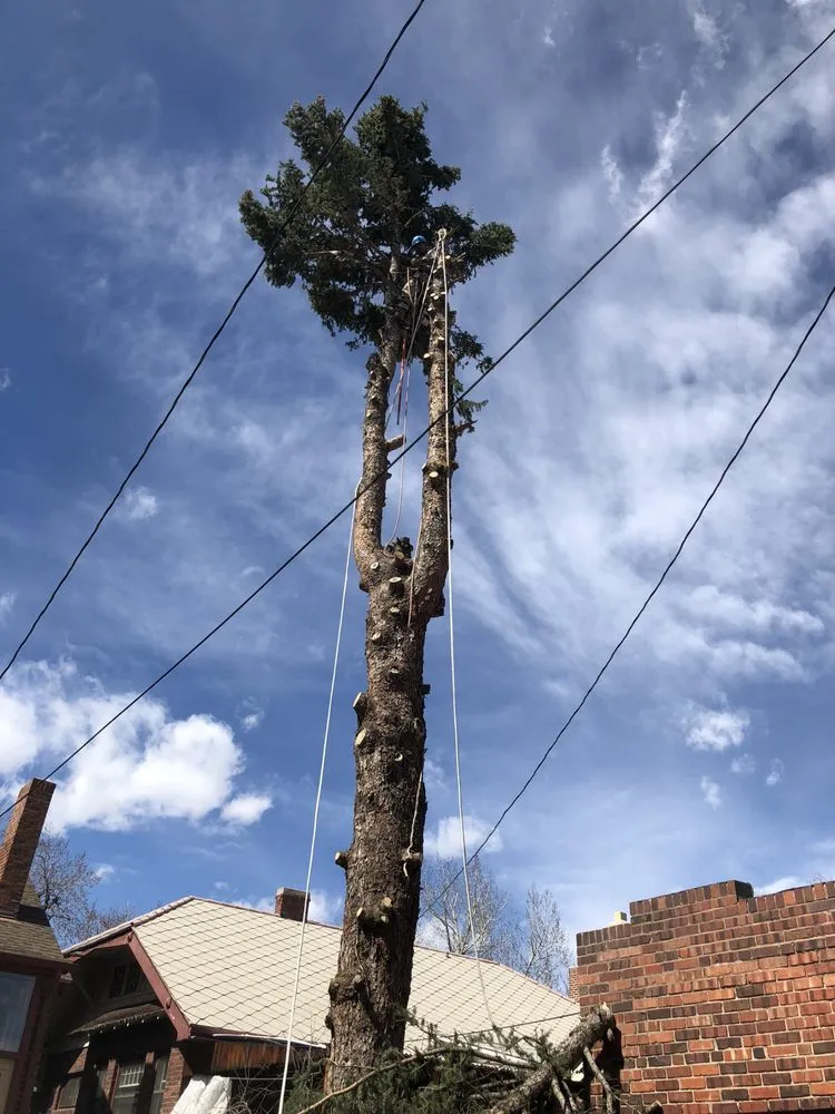 Professional yard maintenance in Denver, CO by JW Tree Care