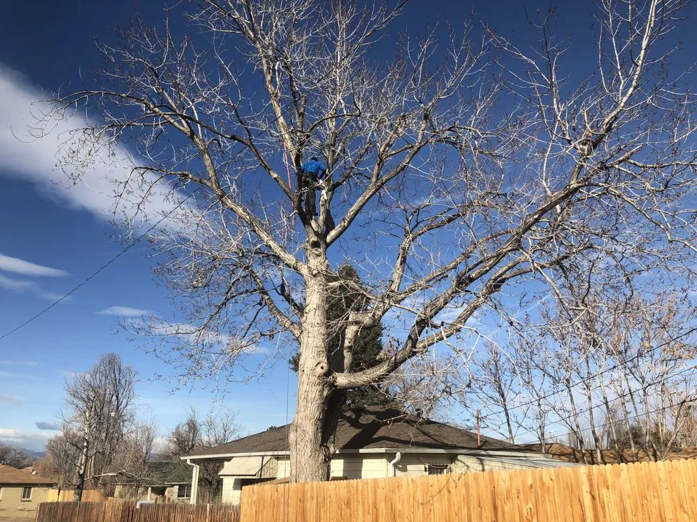 Custom yard maintenance for homes across Denver, CO - JW Tree Care