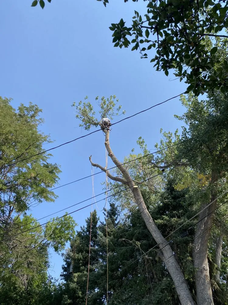 Affordable lawn mowing service experts serving Denver, CO - JW Tree Care