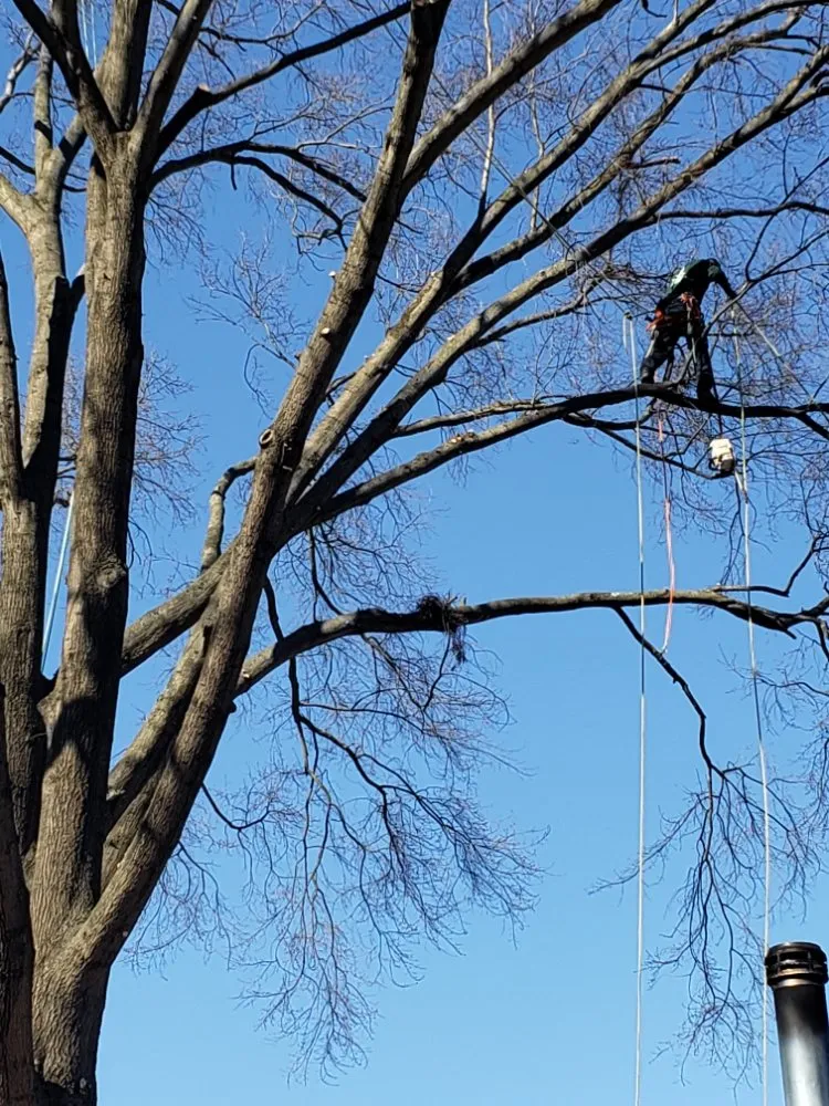 Trusted yard maintenance in Alexandria, VA - JWB Tree & Landscape