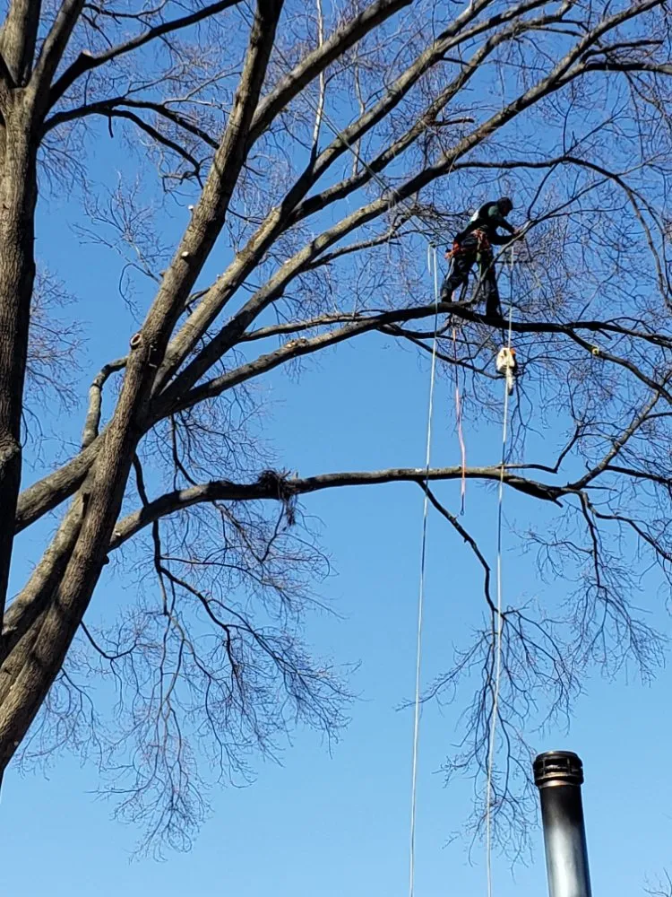 Trusted landscape installation near you in Alexandria, VA by JWB Tree & Landscape