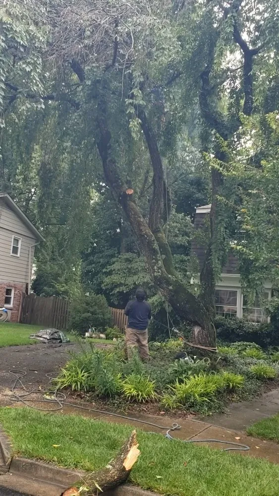 Reliable yard maintenance for residential properties in Alexandria, VA by JWB Tree & Landscape