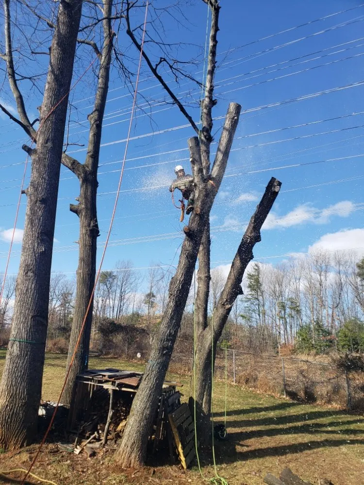 Custom yard cleanup service in Alexandria, VA by JWB Tree & Landscape