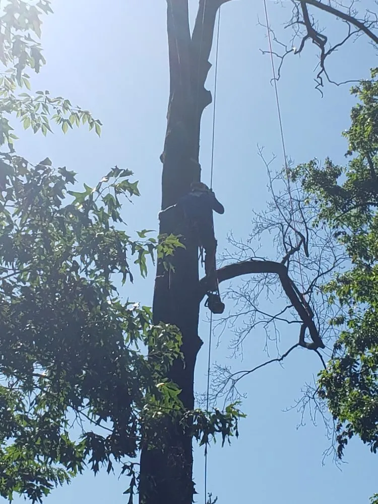 Expert residential landscaping experts serving Alexandria, VA - JWB Tree & Landscape