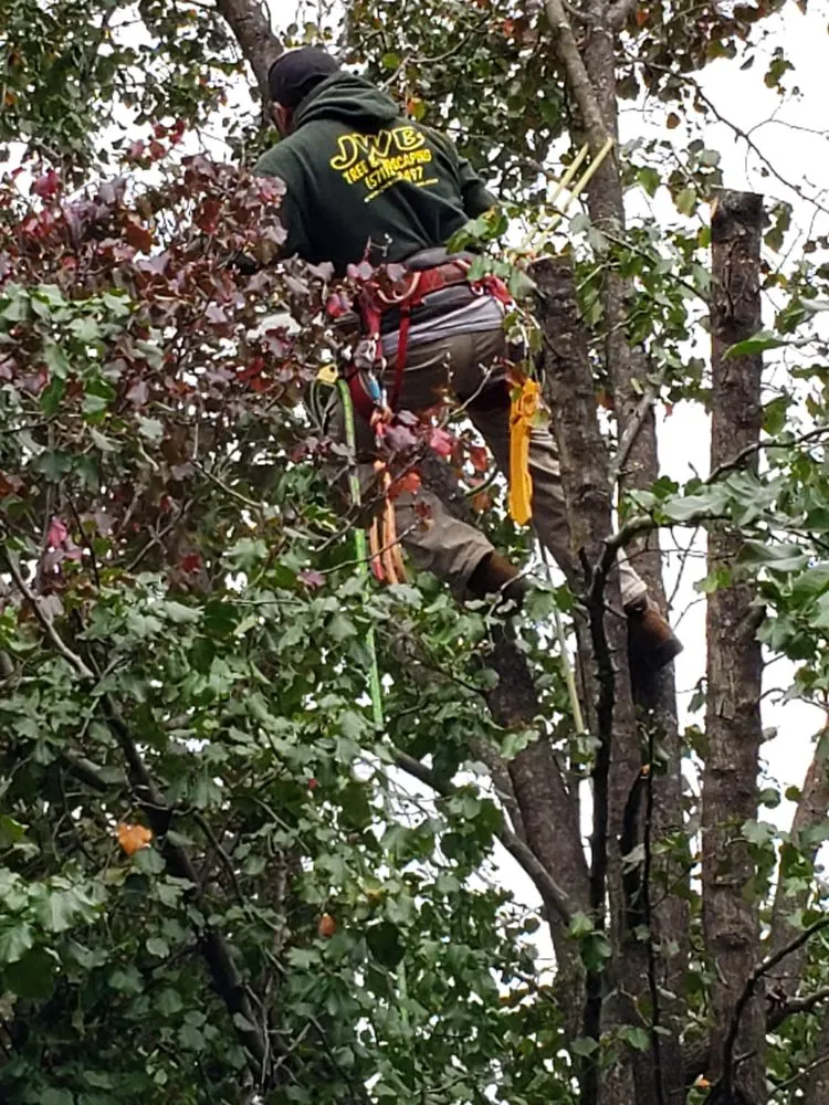 Local garden landscaping experts serving Alexandria, VA - JWB Tree & Landscape