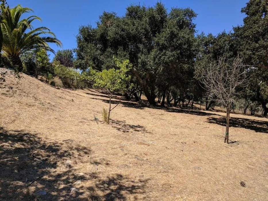 Affordable landscape design in Santa Ynez, CA by JW’S Landscape & Gardening Services