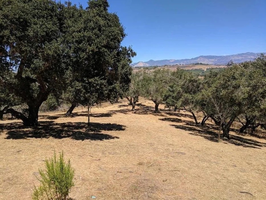 Reliable lawn care service for beautiful yards in Santa Ynez, CA by JW’S Landscape & Gardening Services