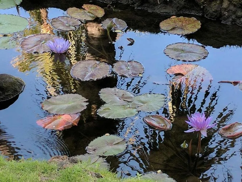 Expert garden landscaping experts serving Santa Ynez, CA - JW’S Landscape & Gardening Services