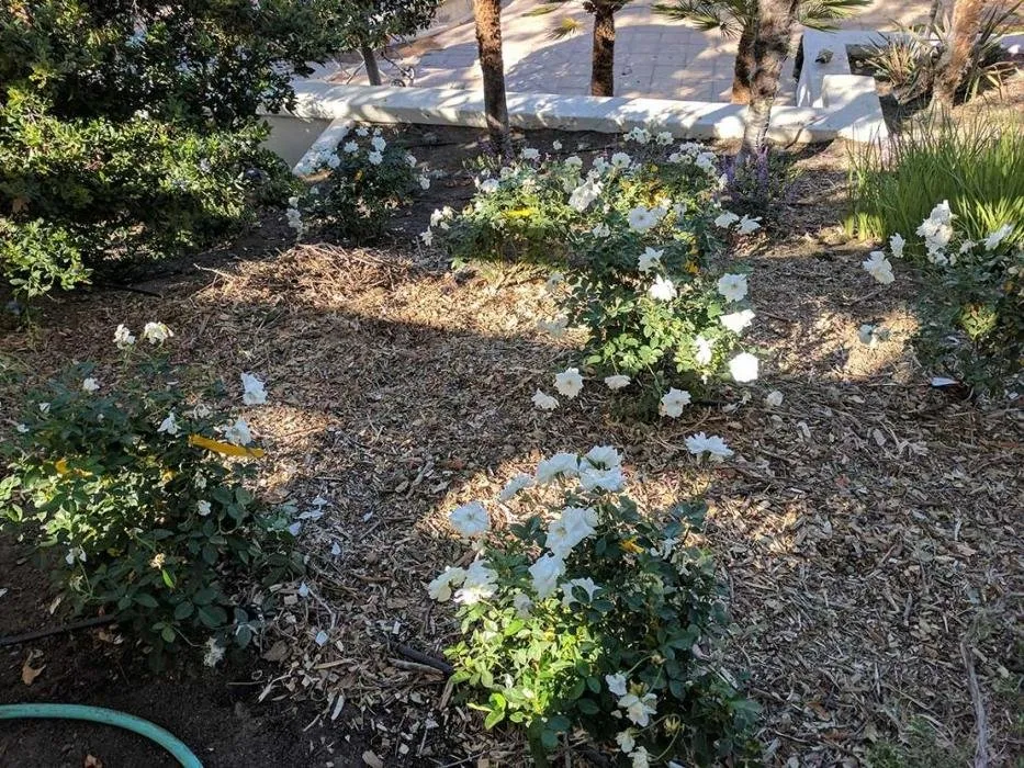 Top-rated lawn mowing service in Santa Ynez, CA by JW’S Landscape & Gardening Services