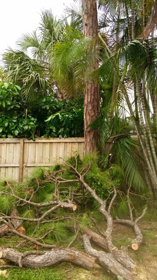 Expert landscape design for residential properties across Royal Palm Beach, FL - J&Y GrassHoppers Landscaping Services