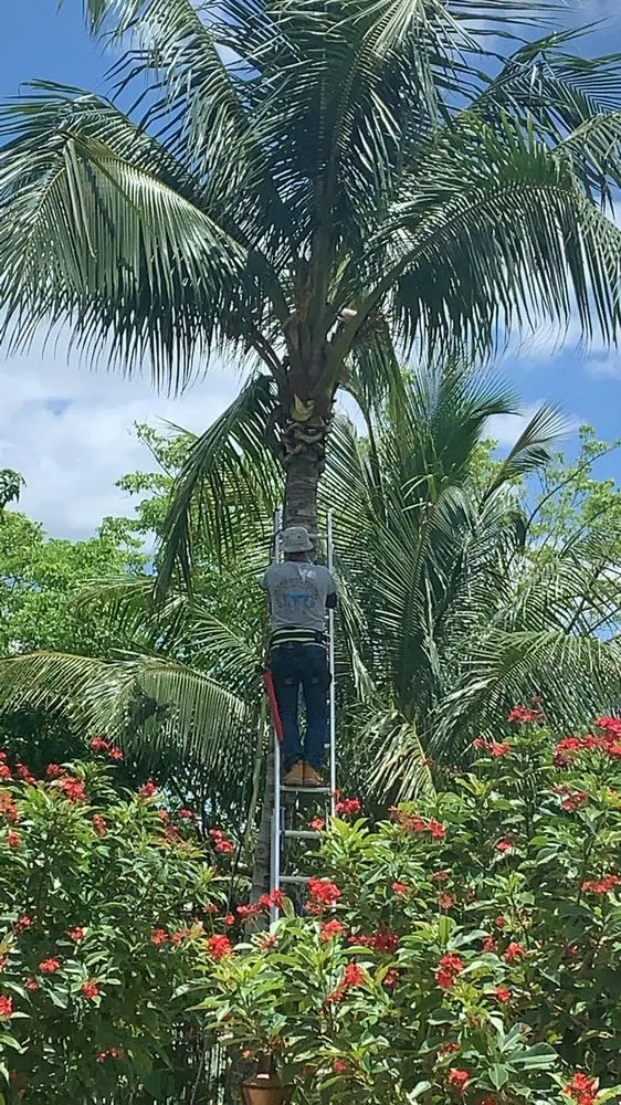 Top-rated yard cleanup service in Royal Palm Beach, FL by J&Y GrassHoppers Landscaping Services