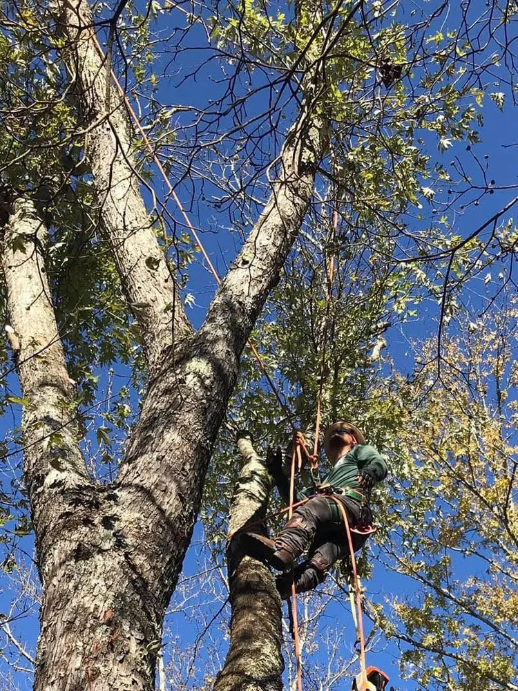 Custom yard cleanup service in Atlanta, GA by J&Y Landscaping and tree service