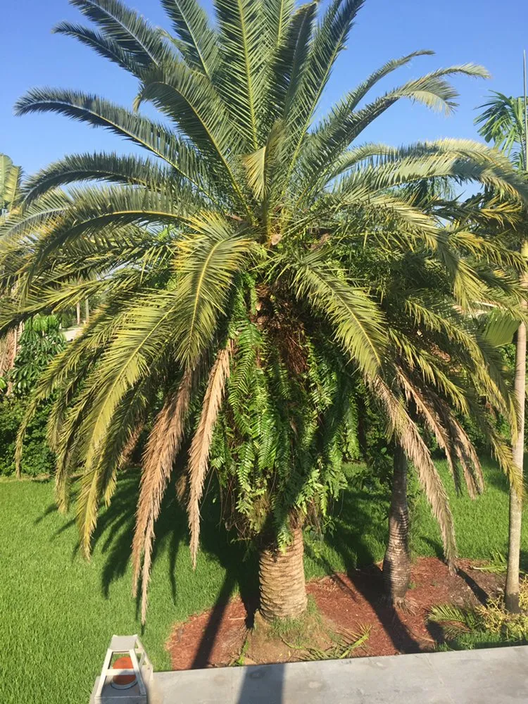 Reliable yard cleanup service for year-round maintenance in Hialeah Gardens, FL by J&Y landscaping1corp