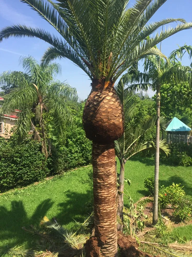 Expert outdoor landscaping for residential properties in Hialeah Gardens, FL by J&Y landscaping1corp