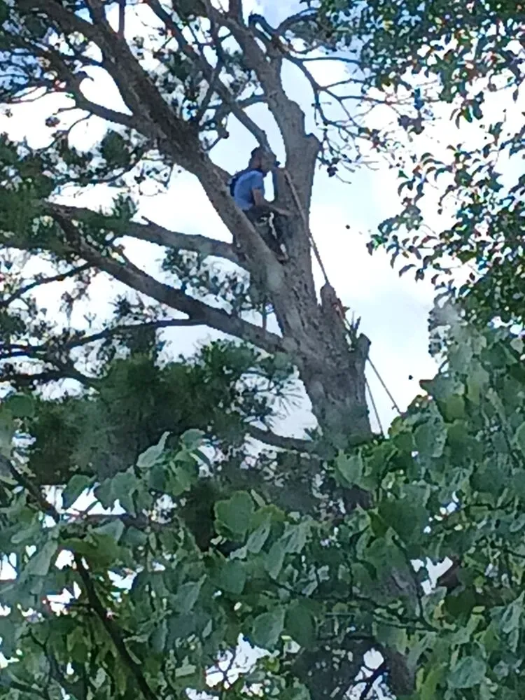 Professional yard cleanup service in League City, TX - JYM Huerta Landscaping