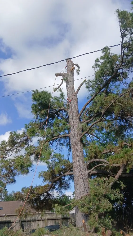 Expert landscape installation for year-round maintenance in League City, TX by JYM Huerta Landscaping