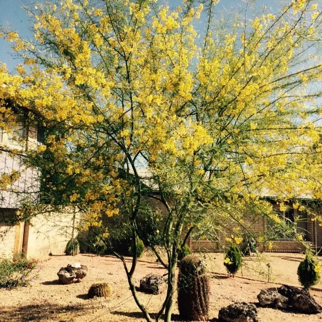 Top-rated outdoor landscaping experts serving Phoenix, AZ - JZ Landscape