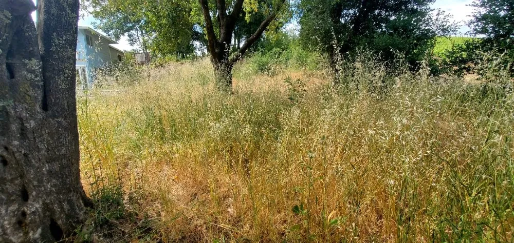 Professional lawn mowing service for residential properties across Cloverdale, CA - JZ Landscaping