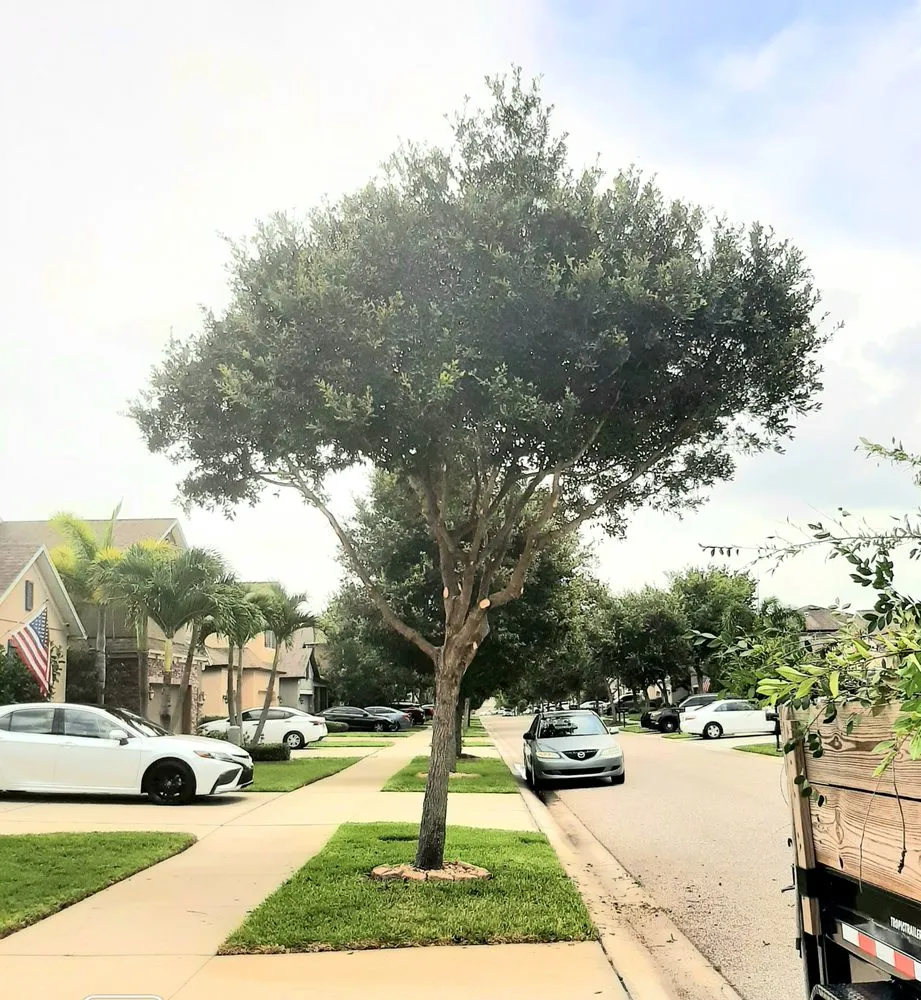 Custom landscape design experts serving Wimauma, FL - K & C Tree and Shrub Service