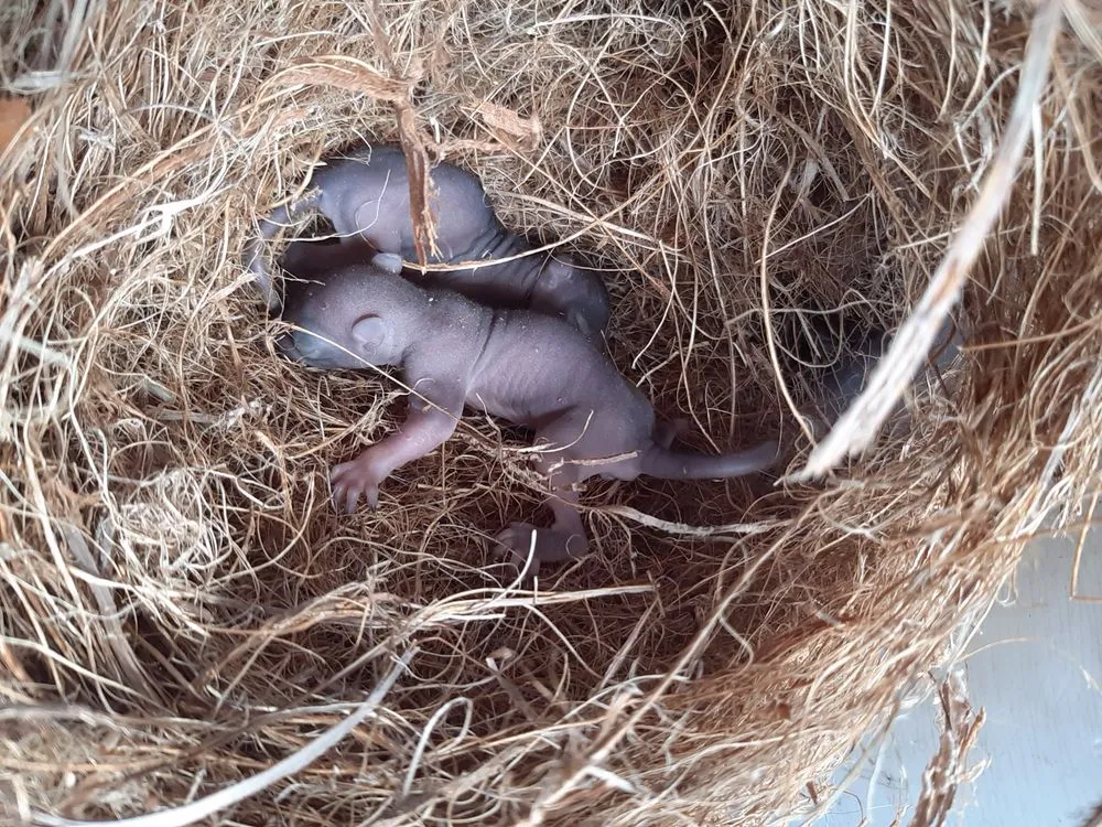 Custom landscape design for residential properties across Wimauma, FL - K & C Tree and Shrub Service