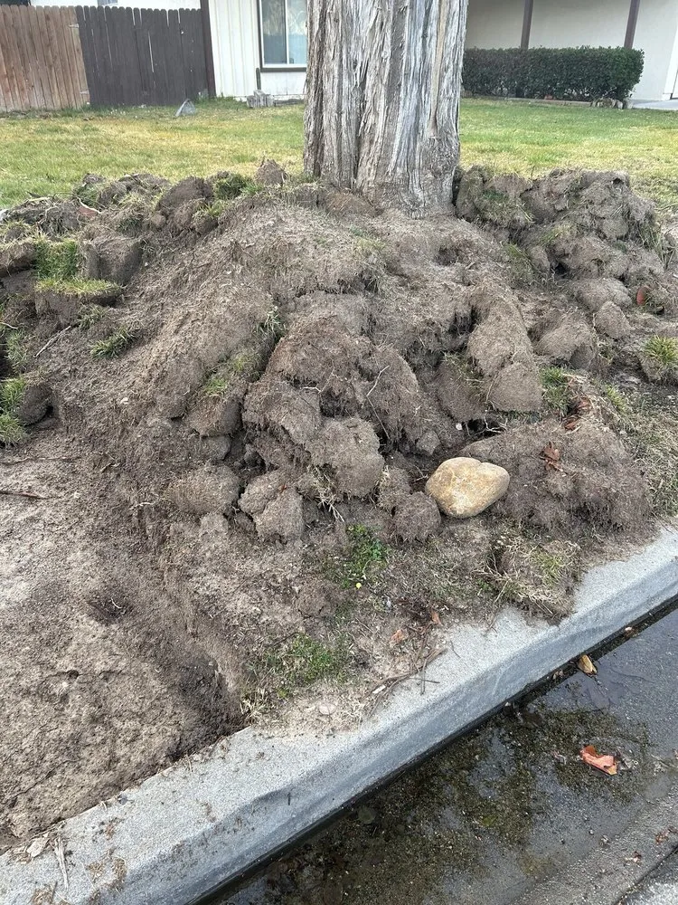 Custom yard cleanup service for homes across Lake Elsinore, CA - K & H Landscaping