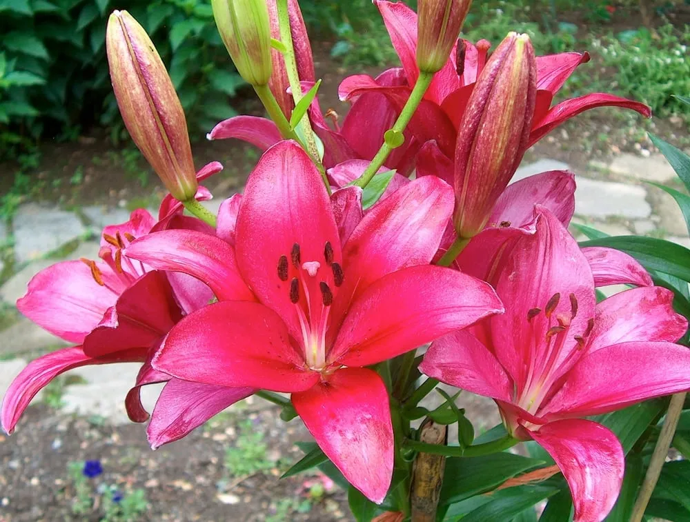 Professional yard maintenance for beautiful yards across McLean, VA - K & K Landscaping & Grounds Maintenance