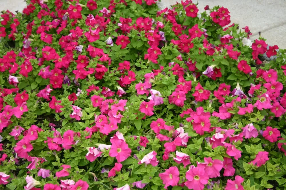 Affordable landscape installation in Harper Woods, MI - K & K LAWN & SHRUB SERVICES INC grosse pointe