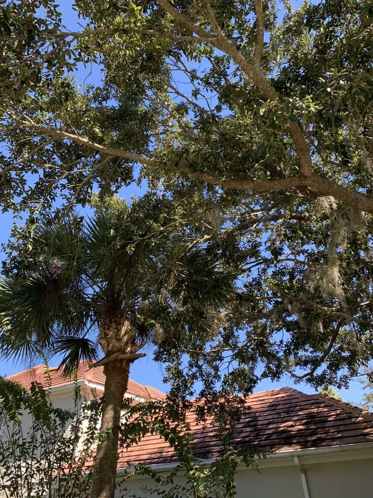 Trusted yard cleanup service for year-round maintenance in Orlando, FL by K & M Professional Services